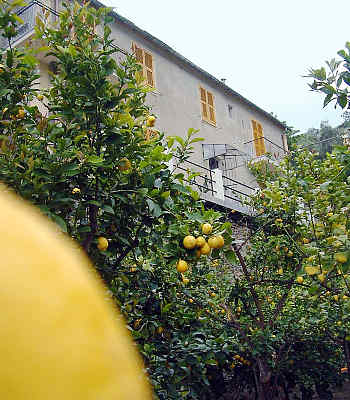 Affitta camere<br> stelle in Monterosso al Mare - Affitta camere<br> La Casa dei Limoni 