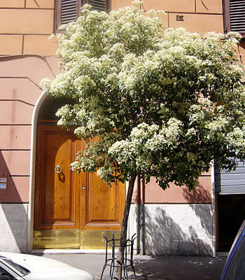 Bed and breakfast Roma - Bed and breakfast Aronica