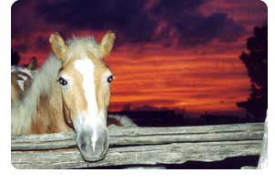 Residence Roma Ostia - Residence Rodrigo de Vivar Country and Resort - Via della Colonia